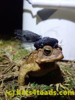/home//u458753944/public_html/sourcegallery//Roxborough Toad Detour/2022/2022-03-07/P3070849.JPG